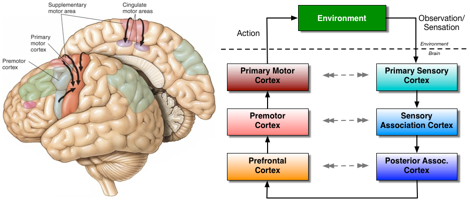 (Left) Motor brain areas. (Right) Biological perception-action loop.